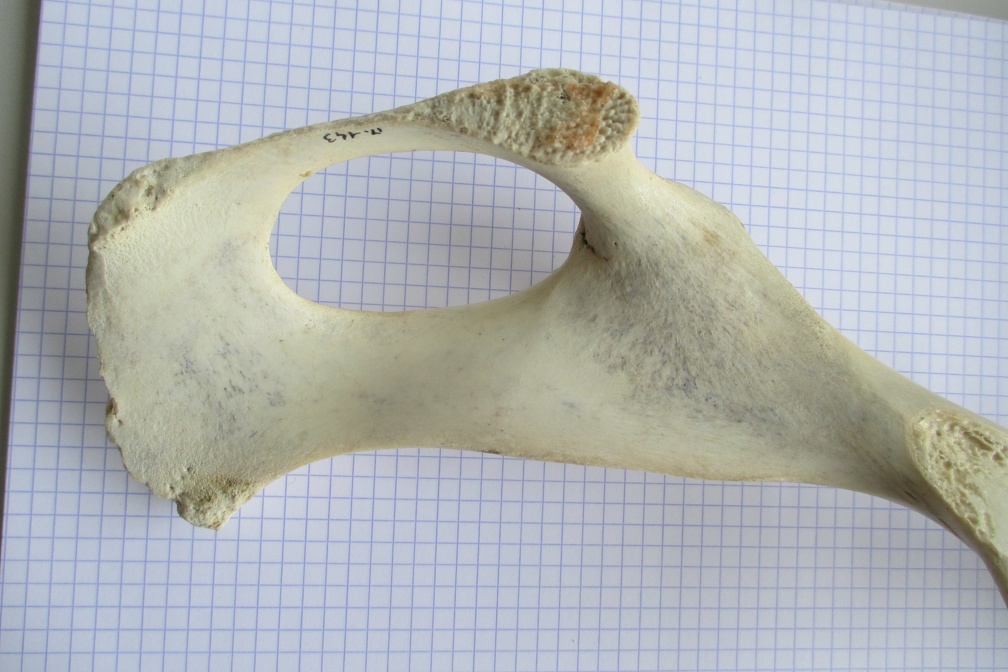 Coxal D ischium dors