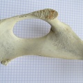 Coxal_D_ischium_dors.JPG