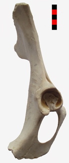 Coxal D vent