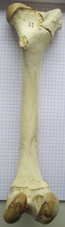 Fémur D caud