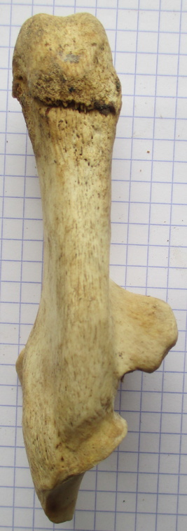 Calcaneum plant