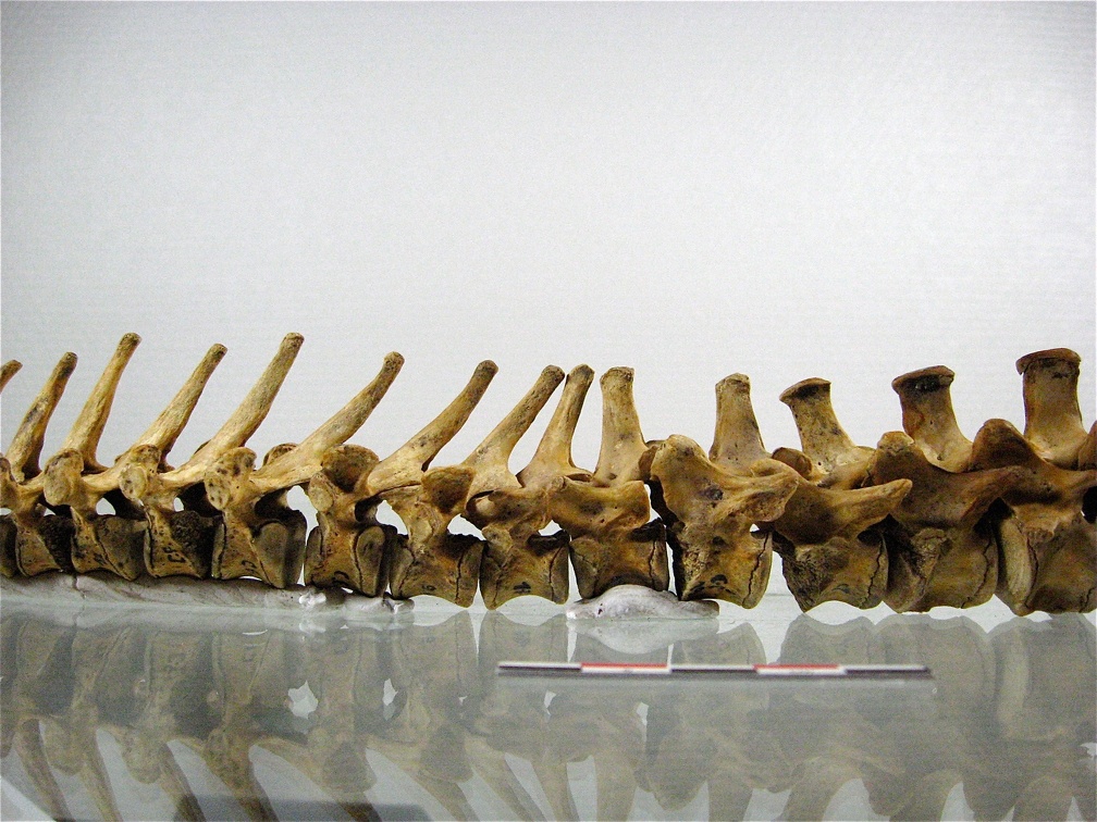 Vertebres thoraciques lombaires lateral G 02