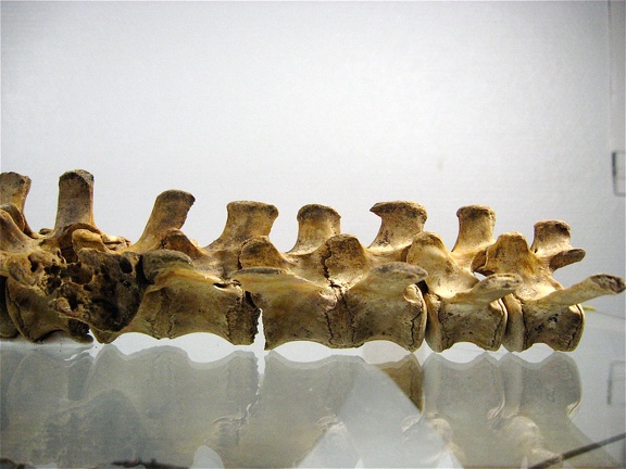 Vertebres sacrees caudales lateral G 01