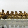 Vertebres sacrees caudales lateral G 02