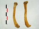 Clavicules 01