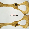Os_coxaux_inf_01.jpg