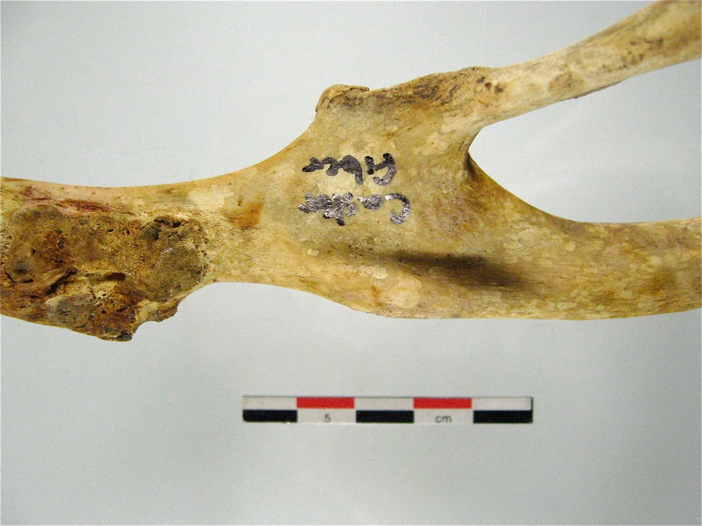 Os coxal acetabulum mesial