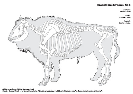 European bison