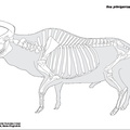 Aurochs