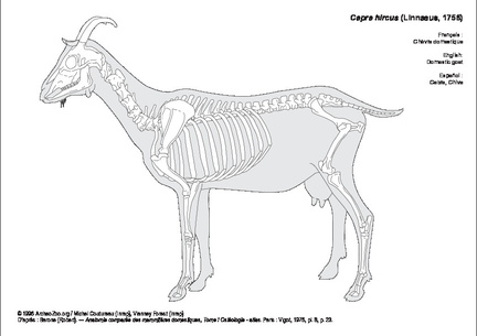Chèvre domestique