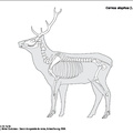 cervus_elaphus.pdf