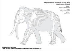 Éléphant à défenses droites