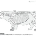 hippopotamus_sp.pdf