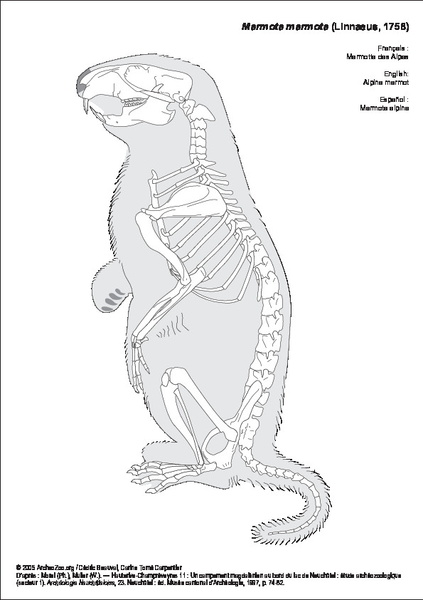 marmota_marmota.pdf