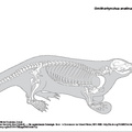 ornithorhynchus_anatinus.pdf