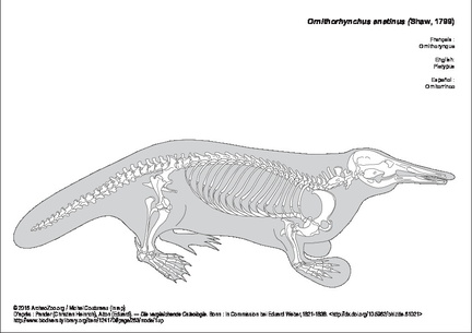 Ornithorynque