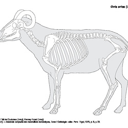 Mammals