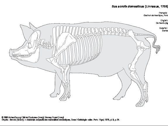 Porc