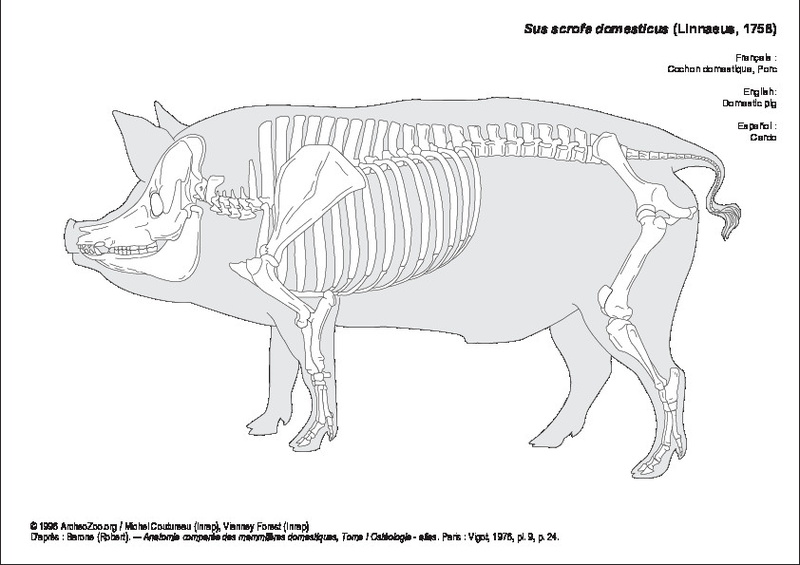 sus_domesticus.pdf