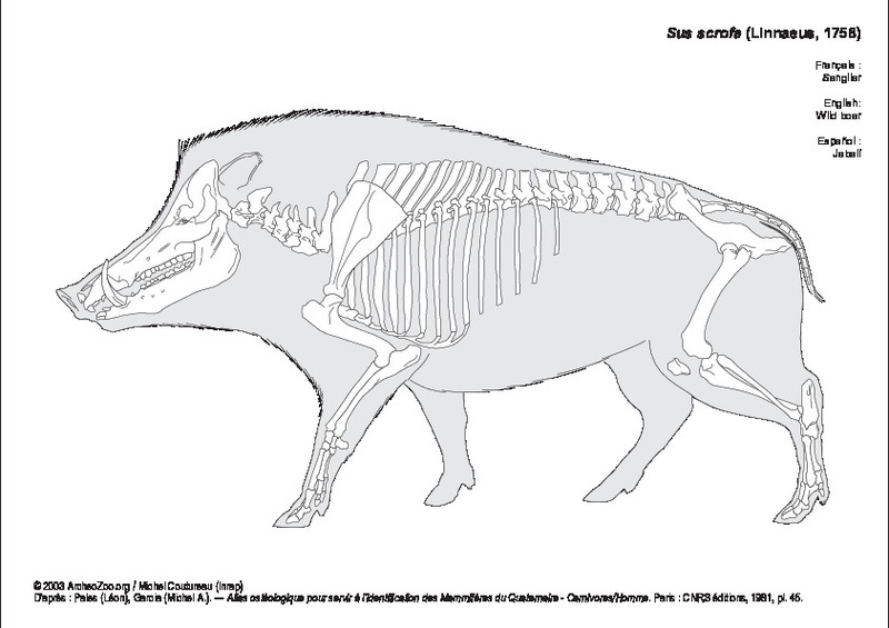 sus_scrofa.pdf