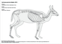 Céphalophe de Grimm