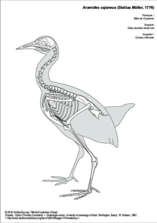 Râle de Cayenne