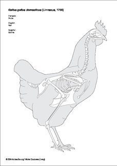 Poule