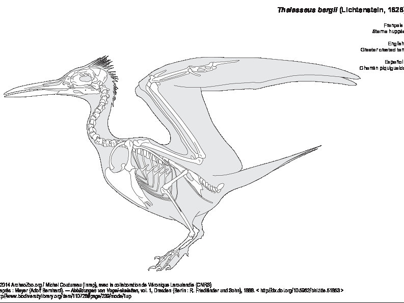 Greater crested tern