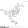 turdus_sp.pdf