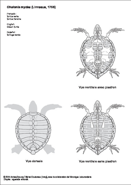 chelonia_mydas.pdf