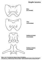 Atlas, cervical and lumbar vertebrae