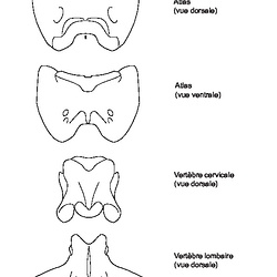 Os vectorisés