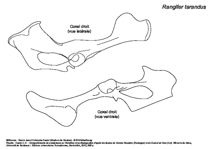 RT_coxal.pdf