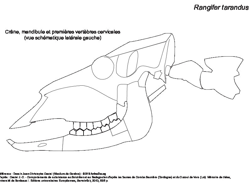 Skull, mandible and first cervical vertebrae