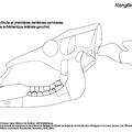 Crâne, mandibule et premières vertèbres cervicales