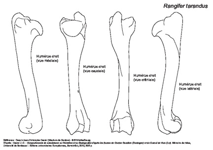 Humerus