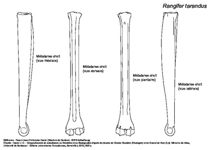 Metatarsal