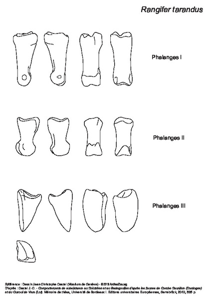 RT_phalanges.pdf