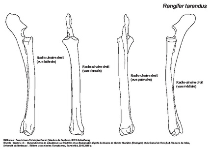 Radio-ulnar