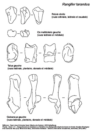 Rotule, os malléolaire, talus et calcaneus