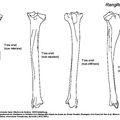 Tibia