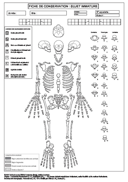 Homme (immature) : conservation