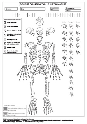 Homme (immature) : conservation