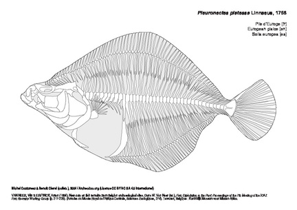 European plaice