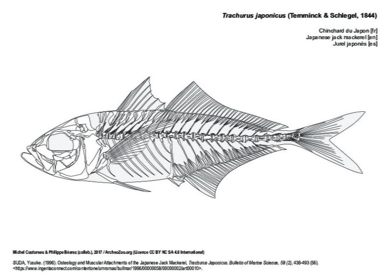 trachurus_japonicus.pdf