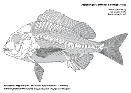 Red seabream