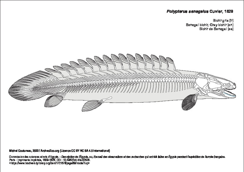polypterus_senegalus.pdf
