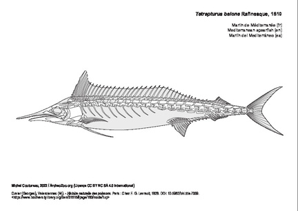 Marlin de Méditerranée