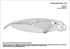 Dugong