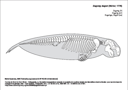 Dugong